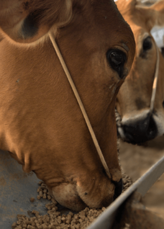 IMG-Product-Cattle feed